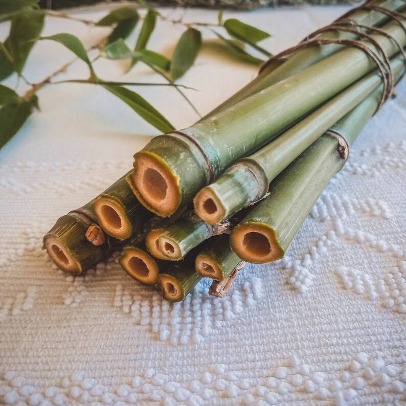Op de afbeelding: Een bundel verse groene bamboestengels, stevig samengebonden met touw. De snijvlakken van de bamboe onthullen een warm, oranje-bruin interieur. Bamboe bladeren zijn zichtbaar op de achtergrond, wat wijst op een natuurlijk, organisch thema.