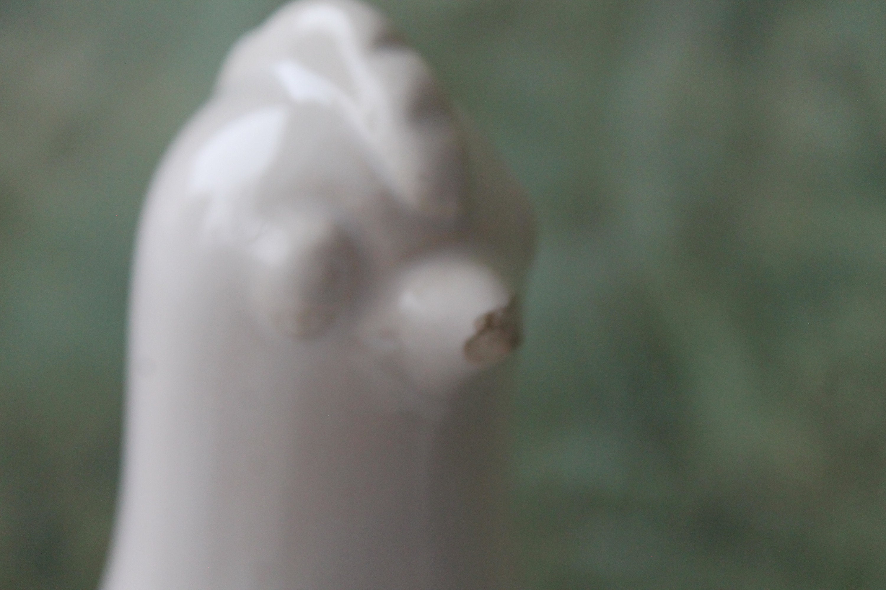 ホワイトセラミックピジョン ローザ リュング スウェーデン レトロ