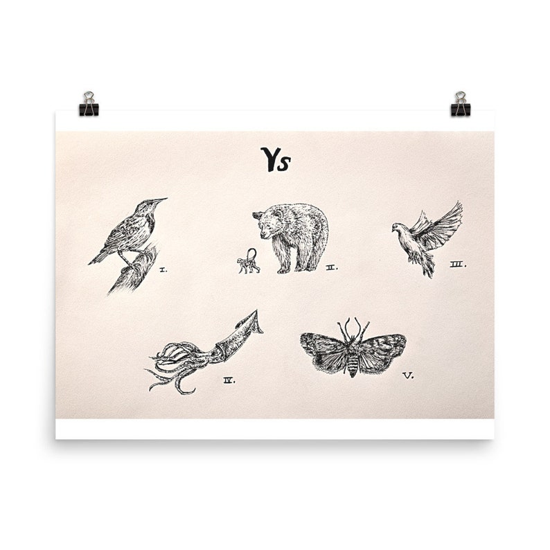 Ys, Hand-drawn, Poster, Print, Handmade, Illustration, Animal Drawing, Animals, Meadowlark, Monkey and Bear, Dove, Squid, Cosmia, Moth image 2