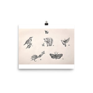 Ys, Hand-drawn, Poster, Print, Handmade, Illustration, Animal Drawing, Animals, Meadowlark, Monkey and Bear, Dove, Squid, Cosmia, Moth image 3