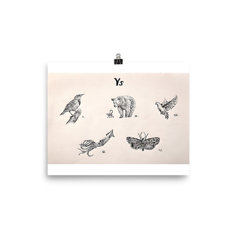 Ys, Hand-drawn, Poster, Print, Handmade, Illustration, Animal Drawing, Animals, Meadowlark, Monkey and Bear, Dove, Squid, Cosmia, Moth image 3