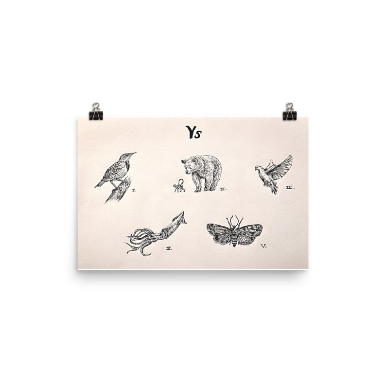 Ys, Hand-drawn, Poster, Print, Handmade, Illustration, Animal Drawing, Animals, Meadowlark, Monkey and Bear, Dove, Squid, Cosmia, Moth image 4