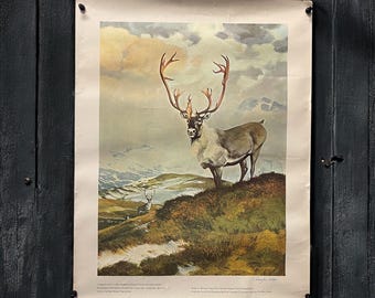 Litografía vintage firmada por Douglas Allen Wildlife Art: Caribú