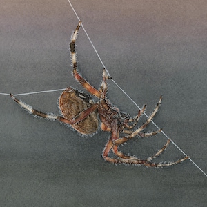 Spider Art Print - &quot;Amren the Spotted Orb Weaver&quot; | Spider Art | Orb Weaver | Spider Gifts | Spider Lovers | Gardener Gifts | Cottagecore