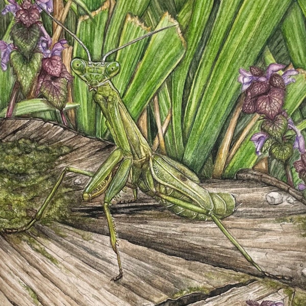 Praying Mantis Art Print - "Delilah the Praying Mantis" | Mantis Art | Insect Watercolor | Praying Mantis Gifts | Carolina Mantis | Insect