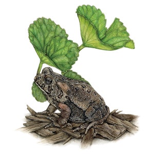American Toad Art Print - &quot;Toadis the American Toad&quot; | Toad Art | Toad Gifts | Toad Watercolor | Garden Gifts | Wildlife Conservation