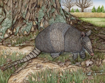 Nine-banded Armadillo Art Print - "Lucy the Nine-banded Armadillo" | Armadillo Art |  Wildlife Art | Armadillo Art Print | Armadillo Gifts