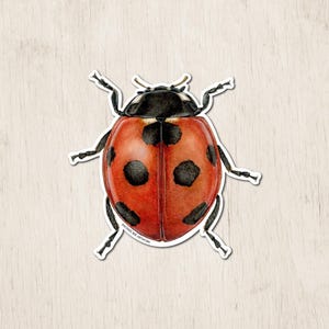 Ladybug Sticker | Insect Sticker | Ladybug Gifts | Ladybug Art Sticker | Nature Sticker | Insect Lovers | Entomology | Ladybug Art | Beetle