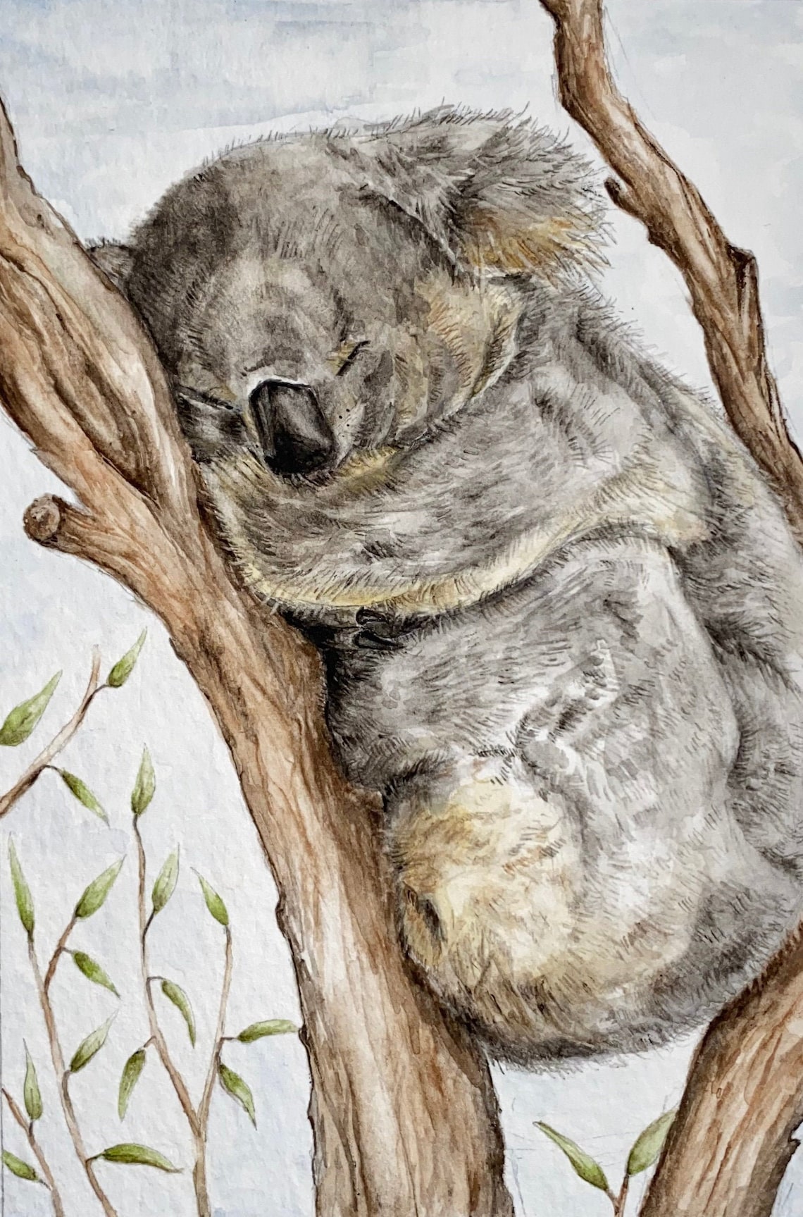 Koala Print For Australia Etsy