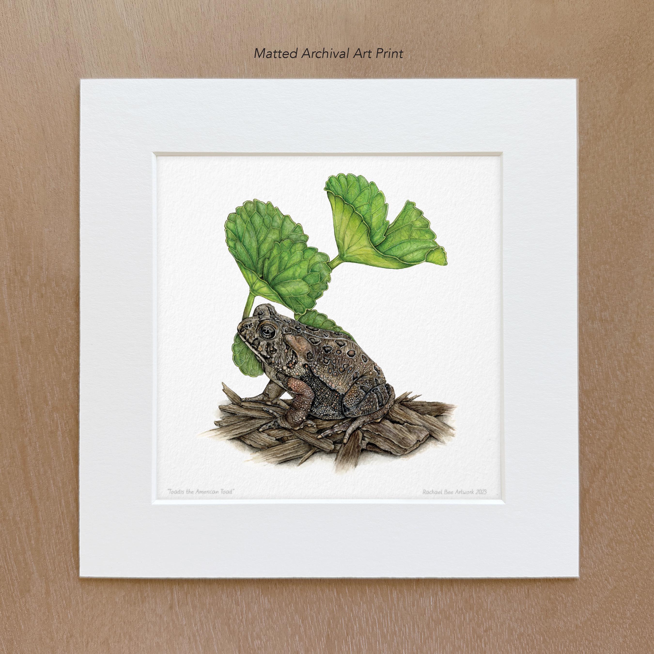 American Toad Art Print - Toad Gifts | Watercolor | Gardener Gift ...