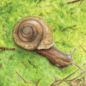 Snail Art Print - &quot;A Snail&#39;s Journey&quot; | Snail Art | Snail Watercolor | Moss | Snail Lovers | Snail Gifts | Gardener Gifts | Nature Lovers