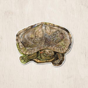 Red-Eared Pond Slider Turtle Sticker | Watercolor Art Sticker | Wildlife Sticker | Turtle Gifts | Turtle Art Sticker | Nature Sticker