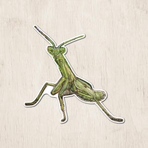 Praying Mantis Sticker | Watercolor Art Sticker | Insect Sticker | Gardener Gifts | Mantis Art Sticker | Insect | Praying Mantis