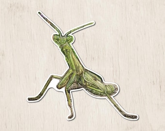 Praying Mantis Sticker | Watercolor Art Sticker | Insect Sticker | Gardener Gifts | Mantis Art Sticker | Insect | Praying Mantis