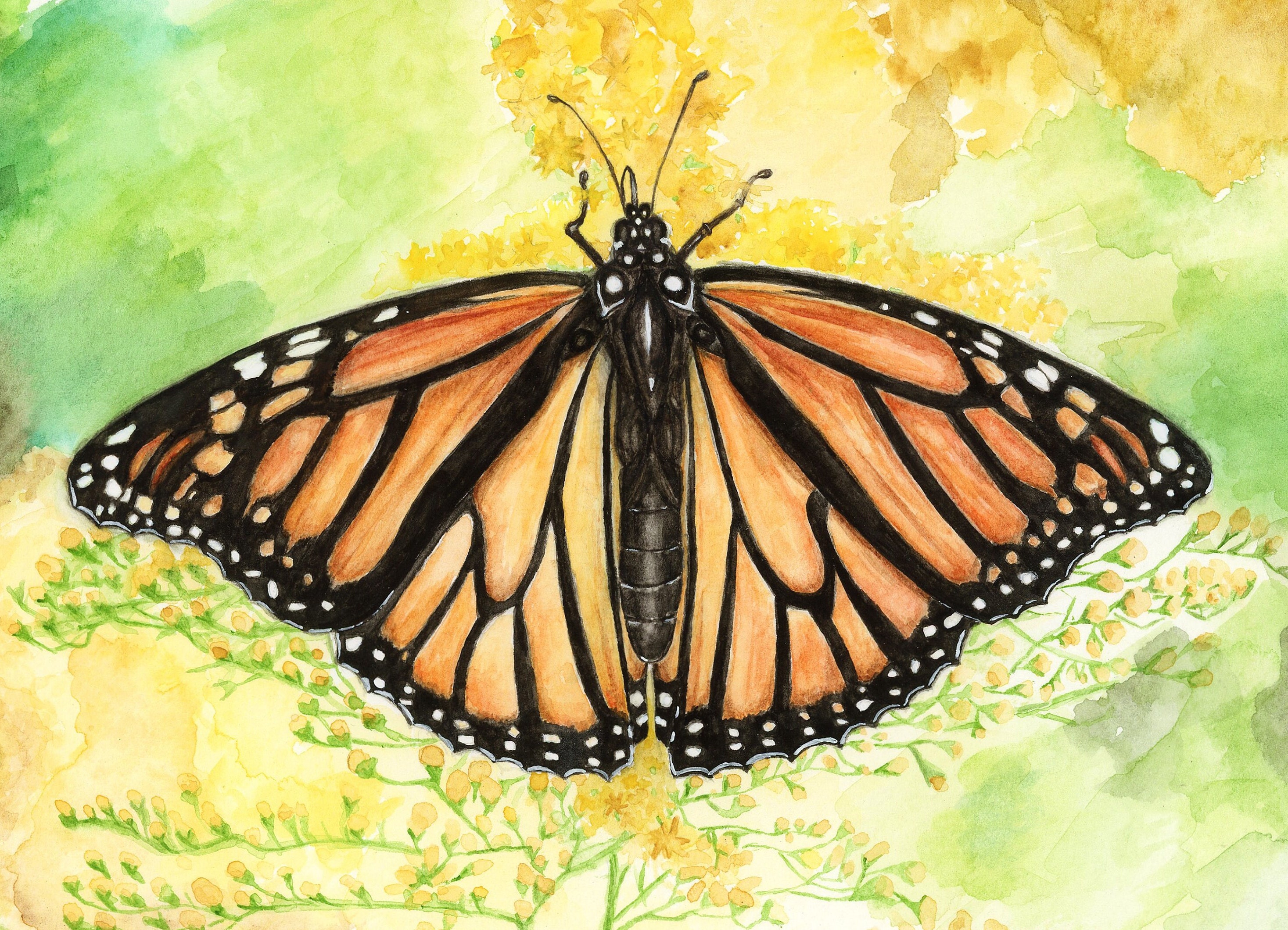 Monarch Butterfly Art Print - Watercolor | Gardener Gifts | Milkweed ...