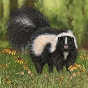 Skunk Art Print - &quot;Kya the Striped Skunk&quot; | Skunk Art | Striped Skunk | Skunk Gifts | Skunk Lovers | Gardener Gifts | Nature Lovers