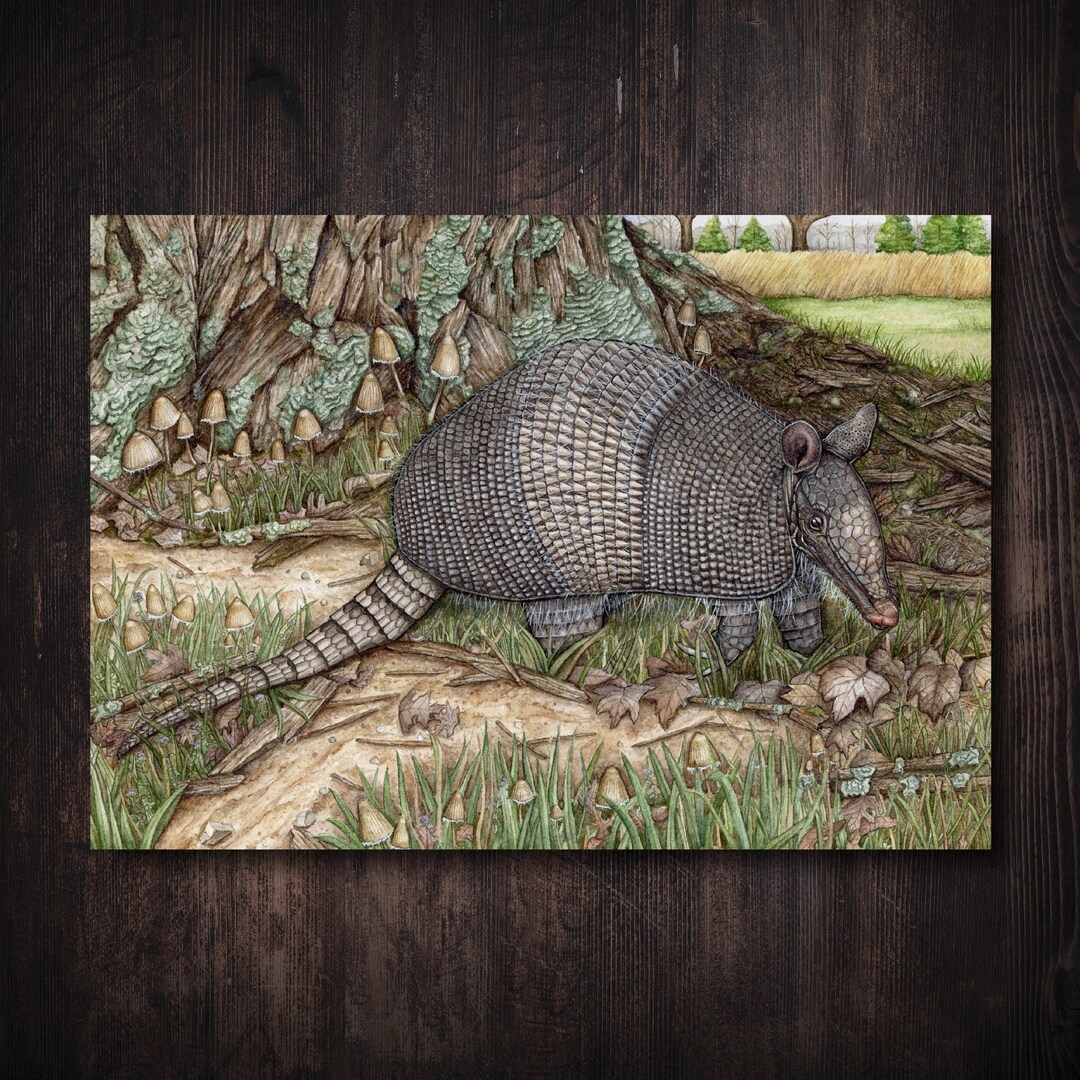 Armadillo Greeting Card Armadillo Art Armadillo Gifts Greeting Card ...