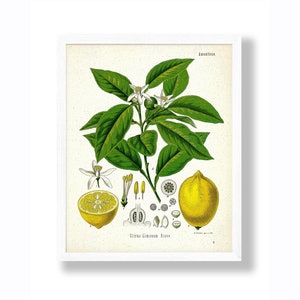 Vintage Citrus Lemon Antique Kohler&#39;s Botanical Illustration Drawing Art Print