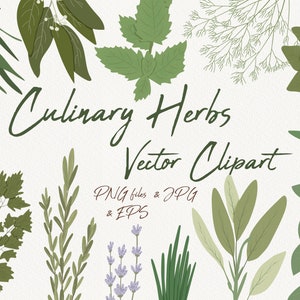 May include: A digital illustration featuring various culinary herbs in shades of green, including rosemary, mint, and chives. The text "Culinary Herbs Vector Clipart" is written in a cursive font, with file type information below.