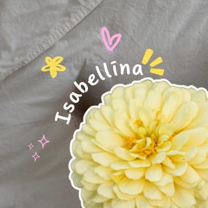 Zinnia Seeds – Isabellina | 25 Seeds | Heirloom Cut Flowers | Easy to Grow | Hand pollinated