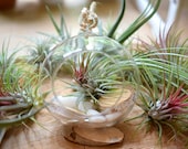 Air Plant Glass Terrarium Kit - Hanging Glass Ball 12cm - Home Decor Plants - DIY Terrarium - Live Tillandsia - Plant Gift - Birthday Gift