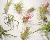 Air Plant Mix - Tillandsia Terrarium Kit - Air Plant Gift - Plant Gift - Office Desk Plant - Indoor Plants - Airplant Display - Tillandsia