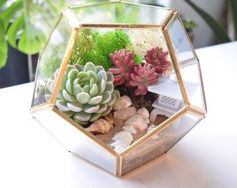 DIY Terrarium Kit with Plants Succulent DIY Terrarium Plant Gift  Housewarming Gift Plant lover gift Desk Plant Birthday Gift