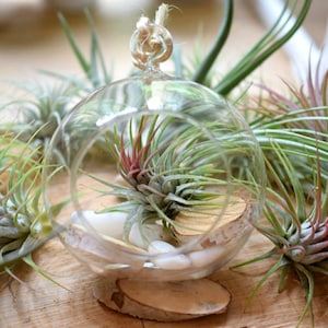 Air Plant Terrarium Kit -  Hanging Glass Ball 12cm - Desk Accessories - DIY Terrarium - Air Plant Holder - Valentines Plant Gift