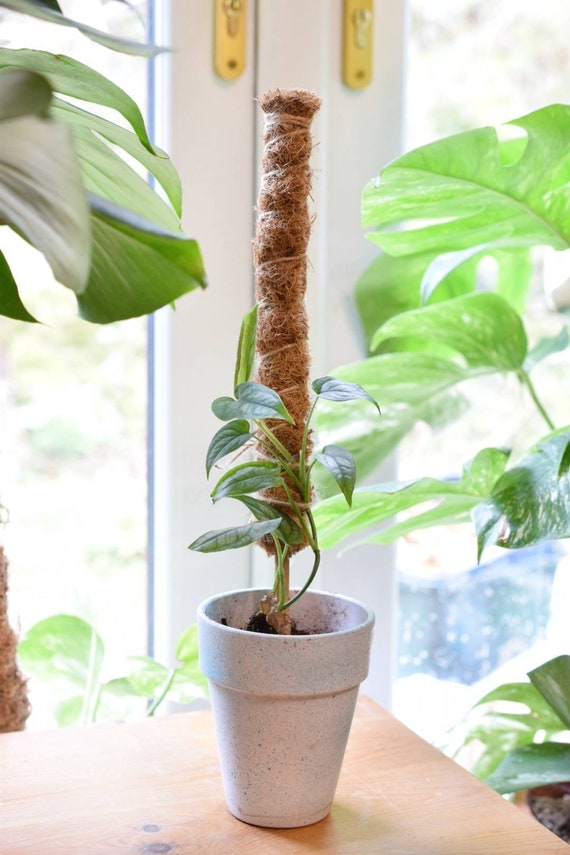 Moss Pole 50cm Bamboo Coir Pole Plant Support for Monstera Etsy
