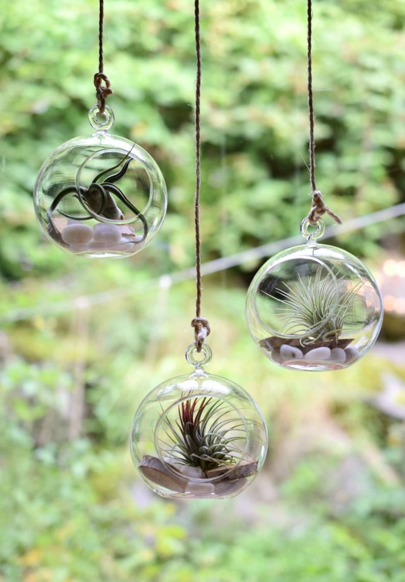 Air Plant Terrarium Kit Hanging Glass Ball 12cm Desk Etsy UK