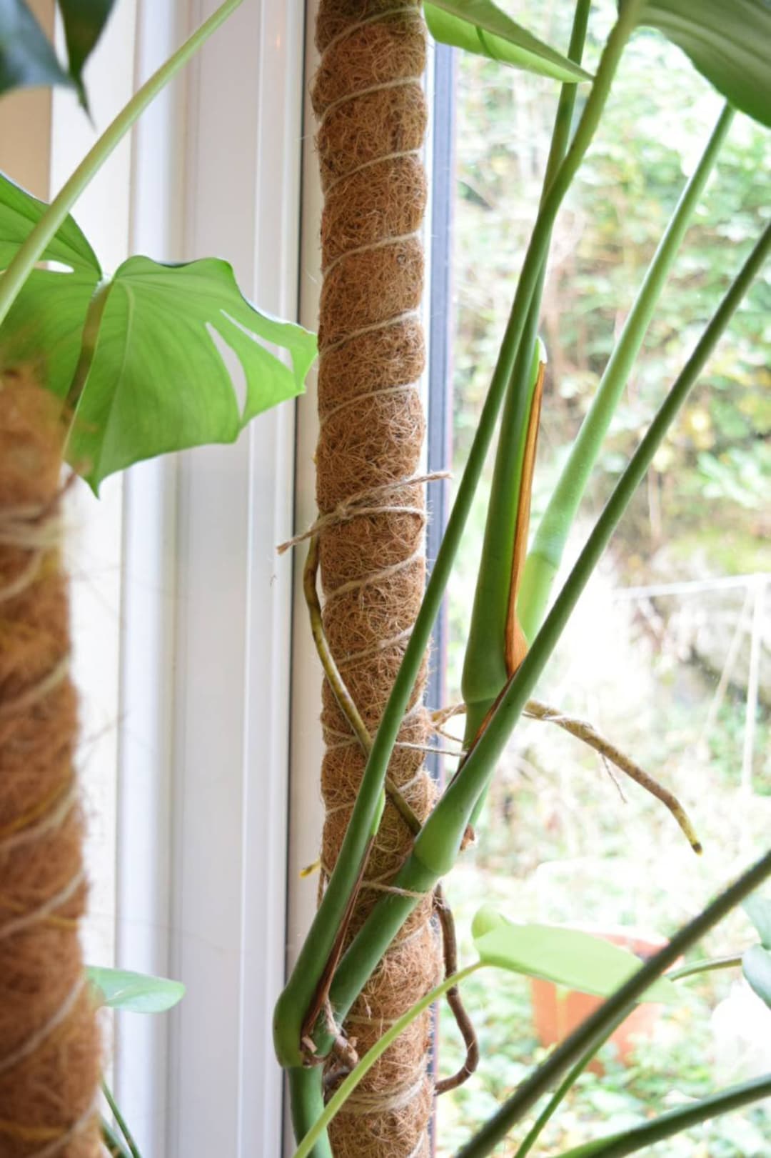 Visland Moss Pole for Plants Monstera, Stackable Monstera Plant Support  Extension-Support Indoor Potted Plants to Grow, for Pothos,Climbing Plants  