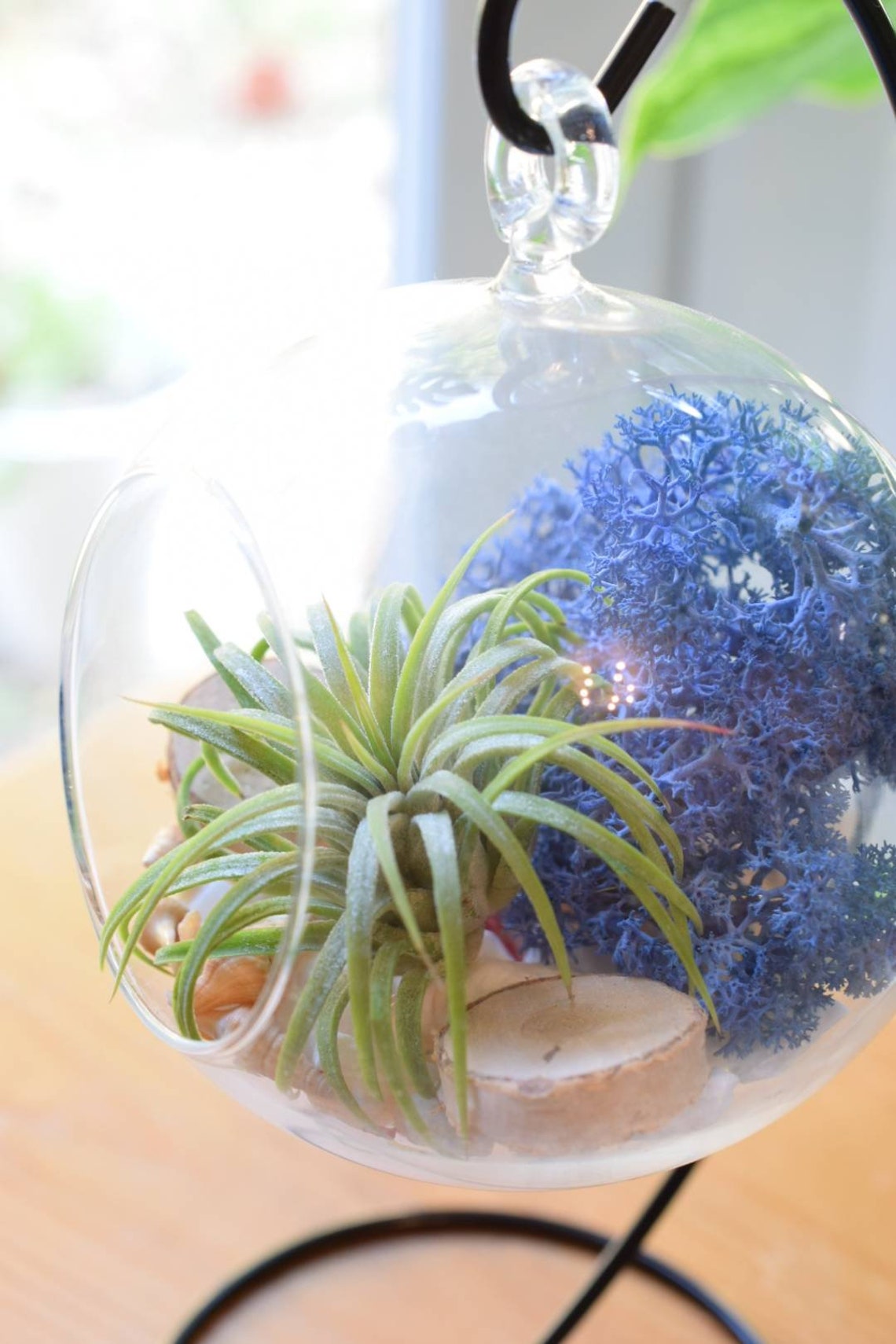 DIY Terrarium Air Plant Kit Hanging Terrarium Glass Terrarium Etsy UK