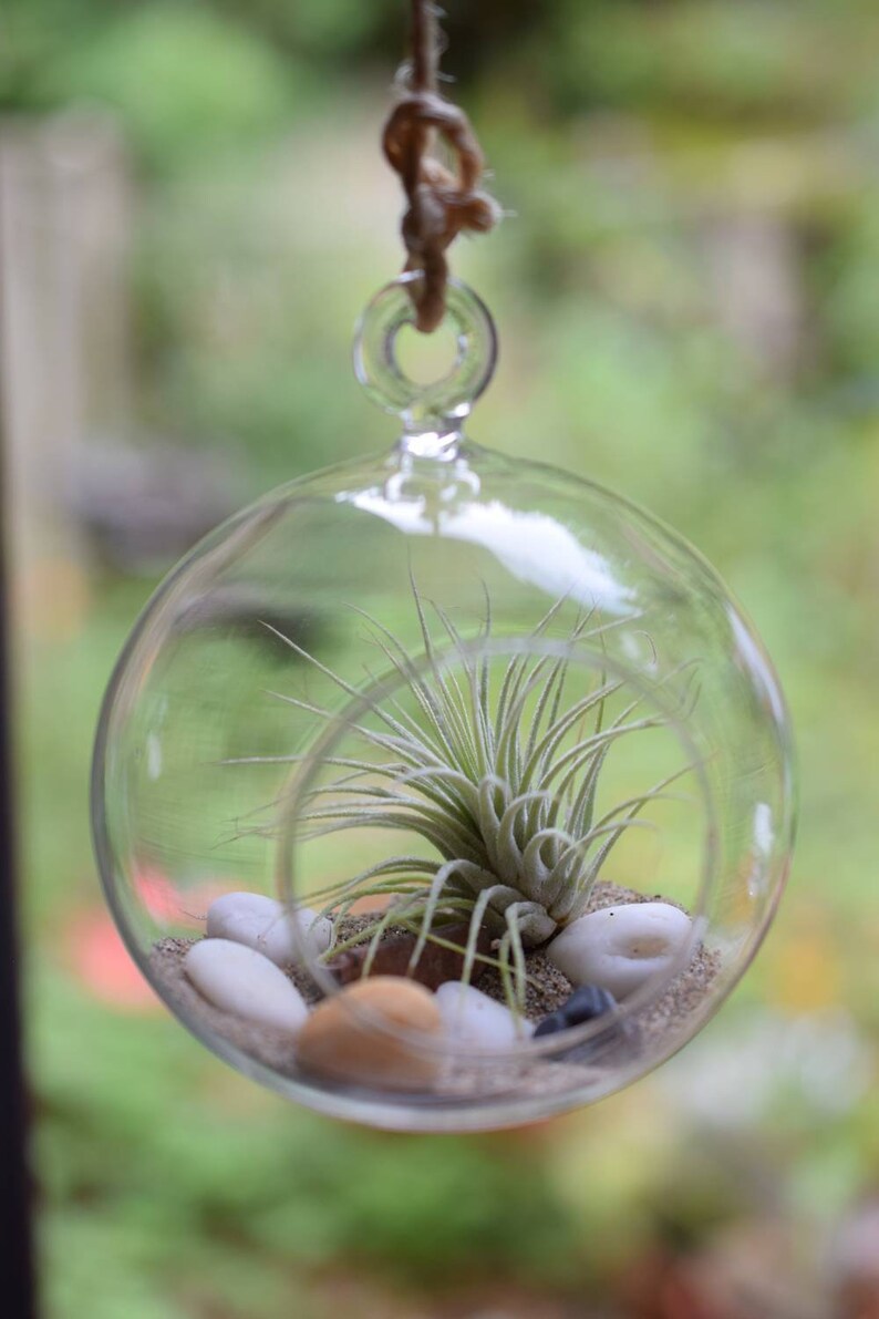 Air Plant Glass Terrarium Kit Hanging Glass Ball 12cm Etsy