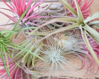 Air Plant Mix - Tillandsia Terrarium Kit - Air Plant Gift - Office Desk Plant - Indoor Plants - Airplant Display - Plant Gift - Baby Plants