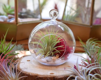 Terrarium Kit - Air Plant in Hanging Glass Bauble 12cm - Air Plant  - DIY Terrarium - Air Plant Holder - Plant Gift