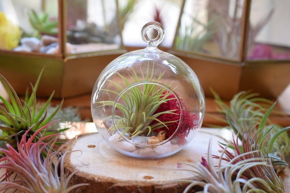 Kit Terrarium Plante aérienne dans une boule de verre suspendue 12