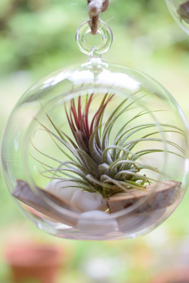Air Plant Terrarium Kit Hanging Glass Ball 12cm Desk Etsy UK