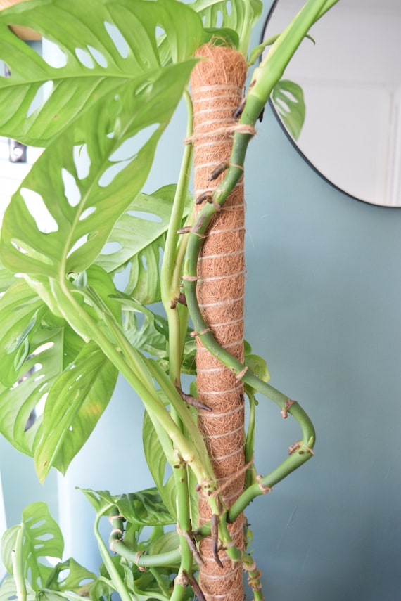 audrey ficus growth rate Ficus Audrey  Hey Rooted