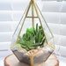 see more listings in the Succ & Cactus Terrariums section
