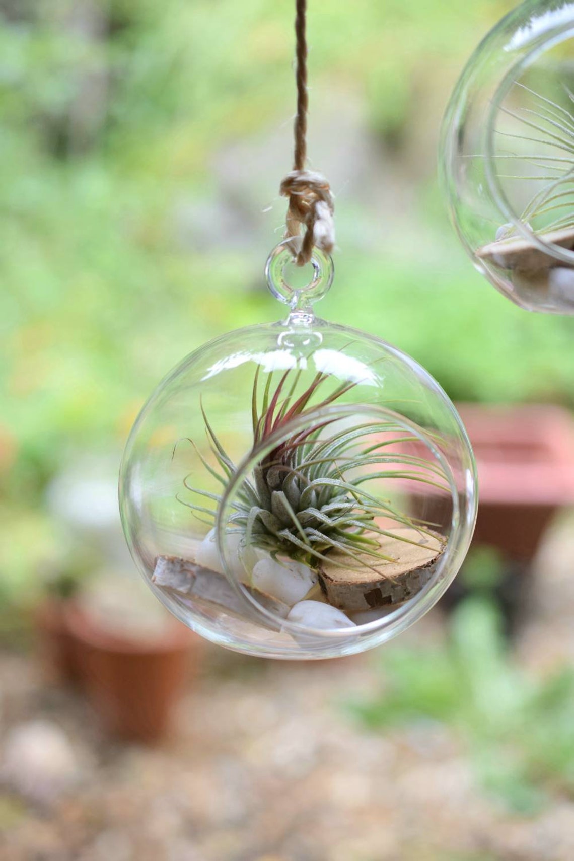 Air Plant Glass Terrarium Kit Hanging Glass Ball 12cm Etsy