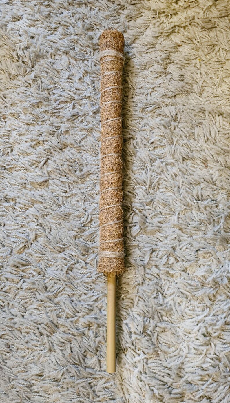 Moss Pole 50cm Bamboo Coir Pole Plant Support for Monstera Etsy UK