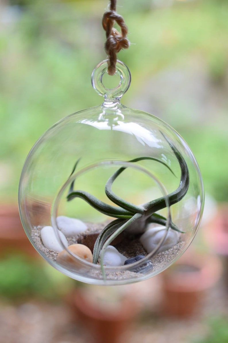 Air Plant Terrarium Kit Hanging Glass Ball 12cm Desk Etsy UK