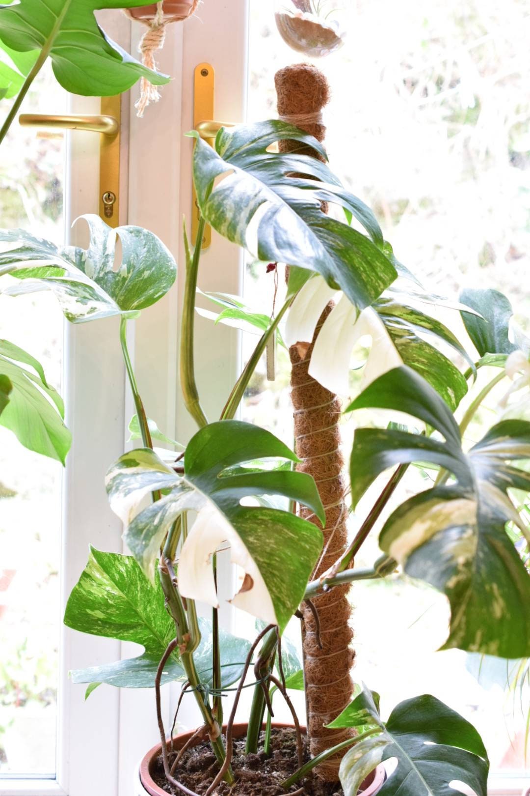 cherry laurel plant Prunus caroliniana 'Compacta' ~ Compact Carolina Cherry Laurel – King's  Sunset Nursery