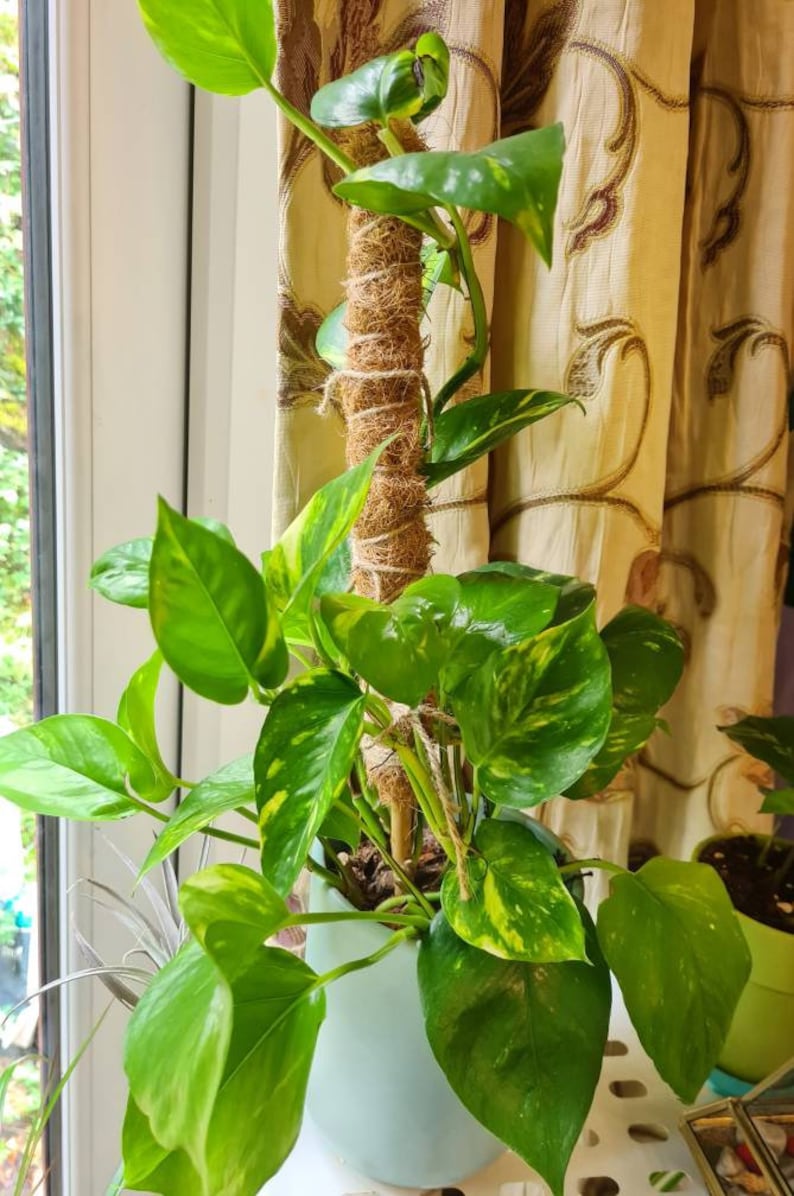 Moss Pole 50cm Bamboo Coir Pole Plant Support for Monstera Etsy UK
