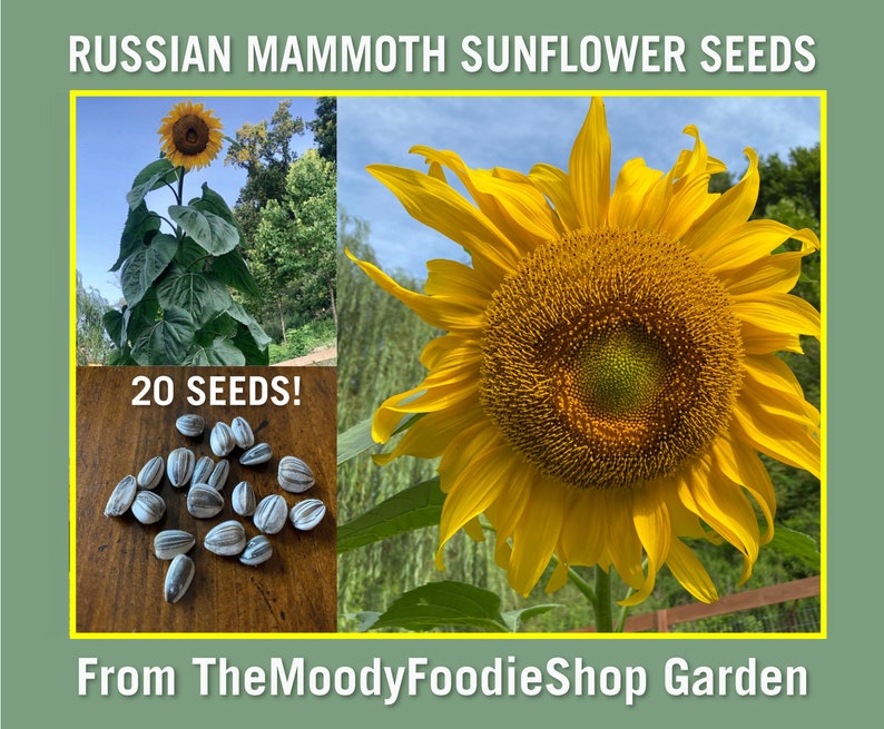 Russian Mammoth SUNFLOWER SEEDS Pack of 20 seeds Etsy