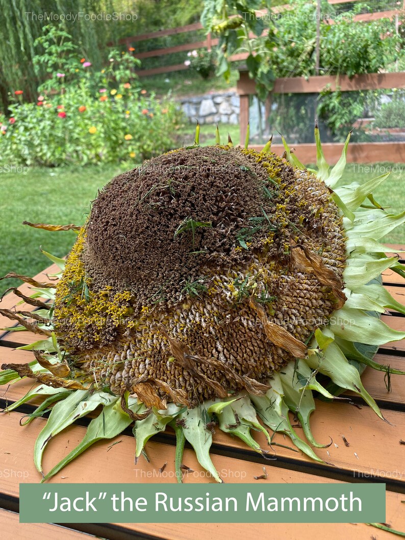 JACK THE GIANT Russian Mammoth Sunflower Seeds Pack of 10