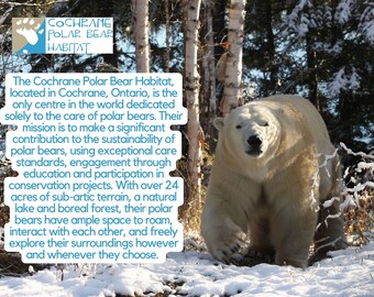 Llaveros de osos polares Lindos llaveros de osos polares Llaveros de  animales sencillos Llavero impreso en 3D Llavero de animales