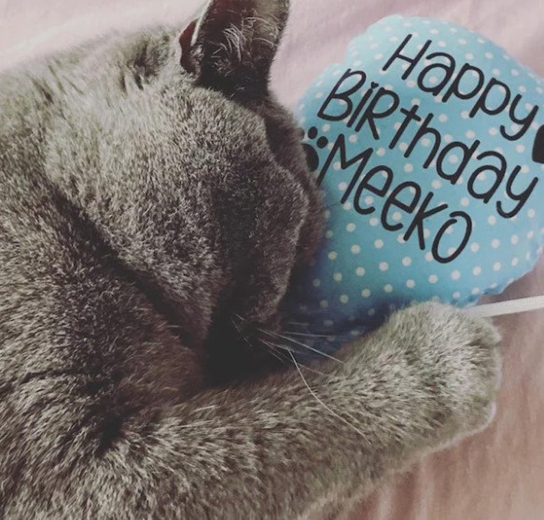 A gray cat with a blue and white catnip cat toy balloon that says 'Happy Birthday Meeko'.