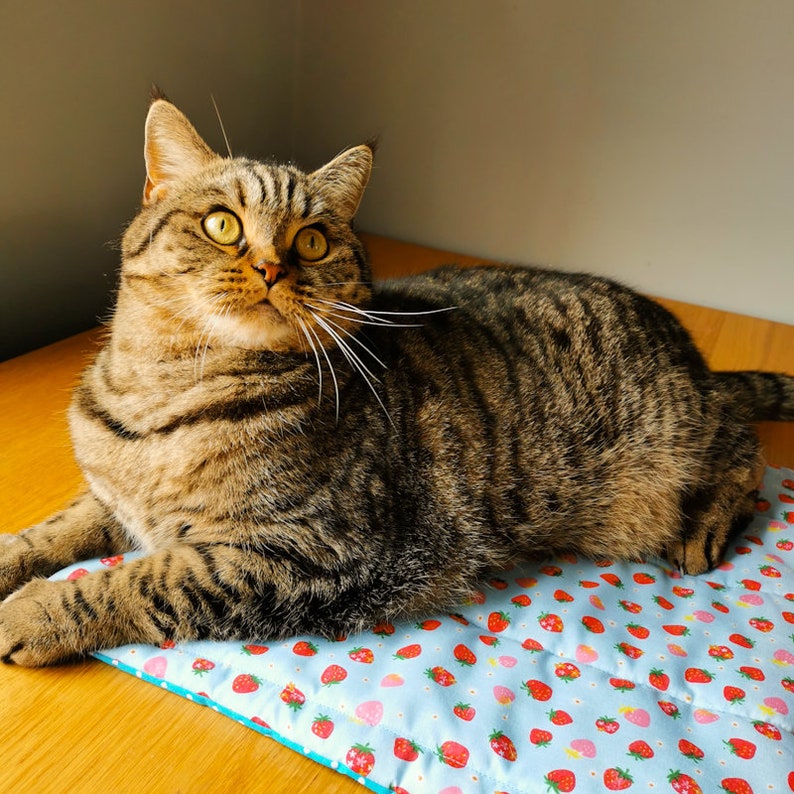 A tabby cat with brown and black stripes lying on a blue and white fabric catnip mat with a strawberry pattern.