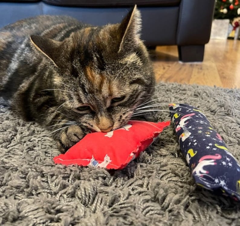 A tabby cat playing with the catnip toys from the cat gift box
